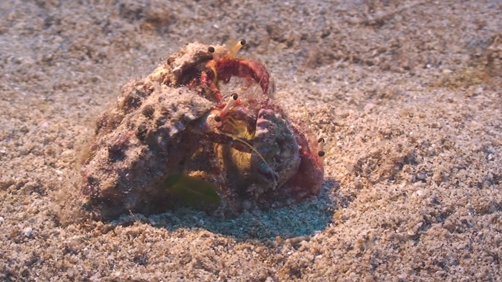 keyframe of organism