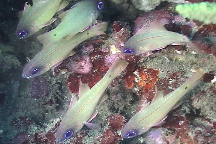 keyframe of organism