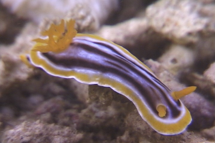 keyframe of organism