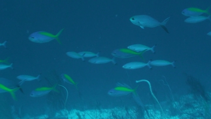 keyframe of organism