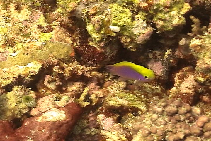 keyframe of organism