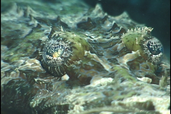 keyframe of organism