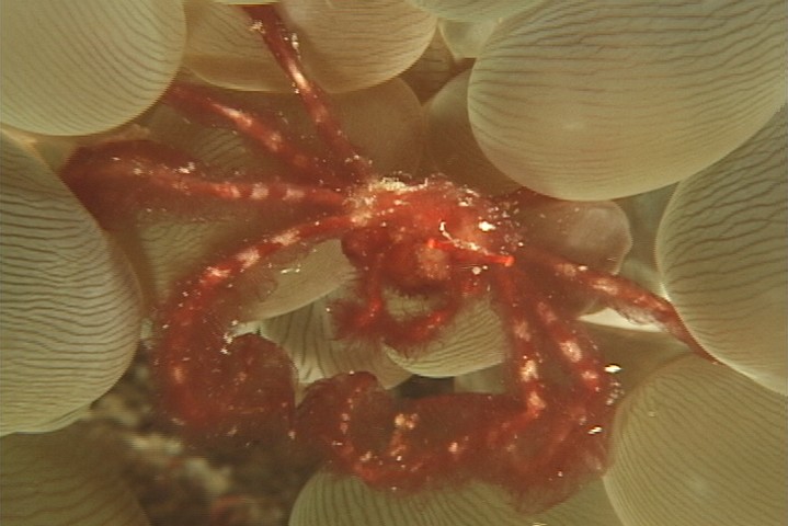 keyframe of organism
