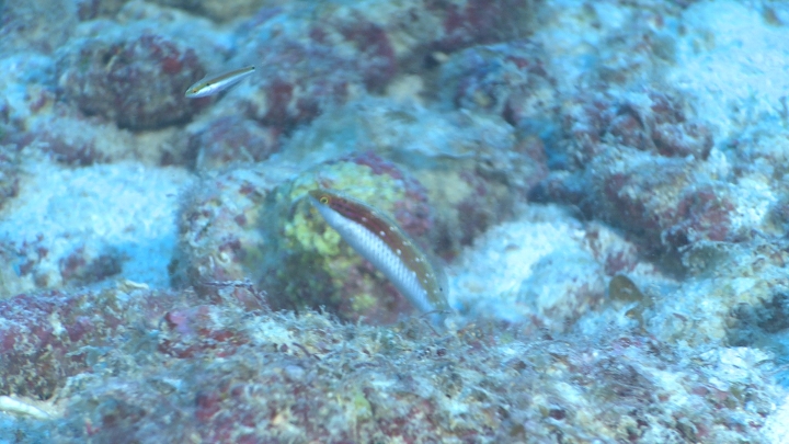 keyframe of organism