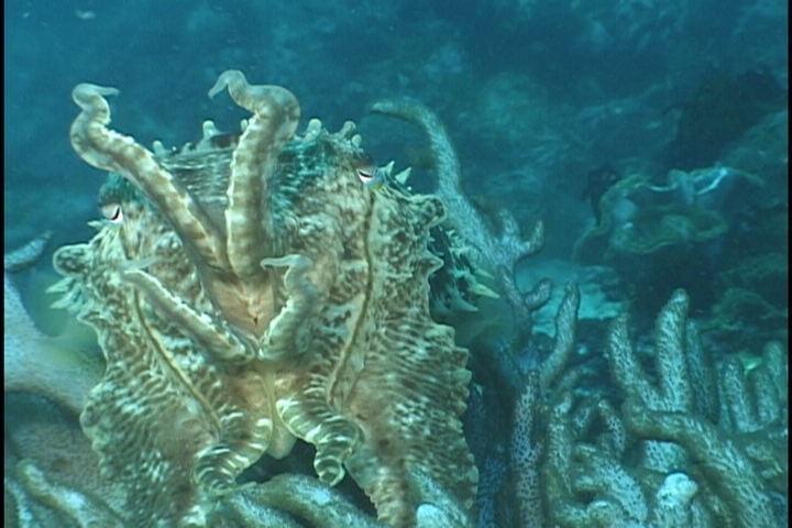 keyframe of organism