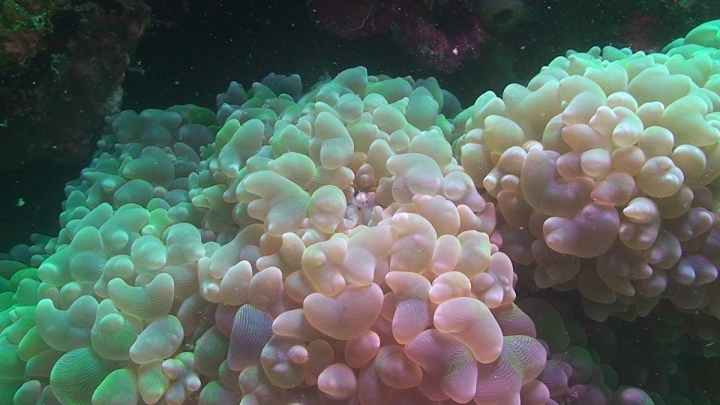 keyframe of organism