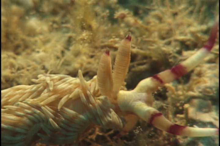 keyframe of organism