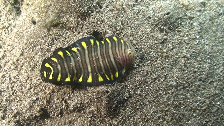 keyframe of organism
