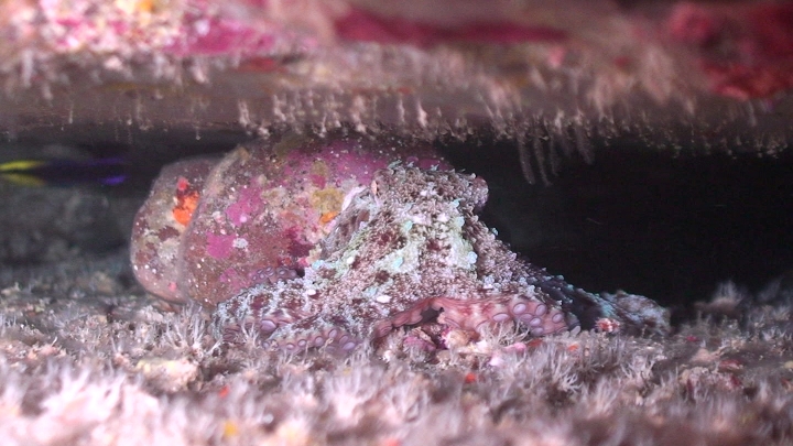 keyframe of organism