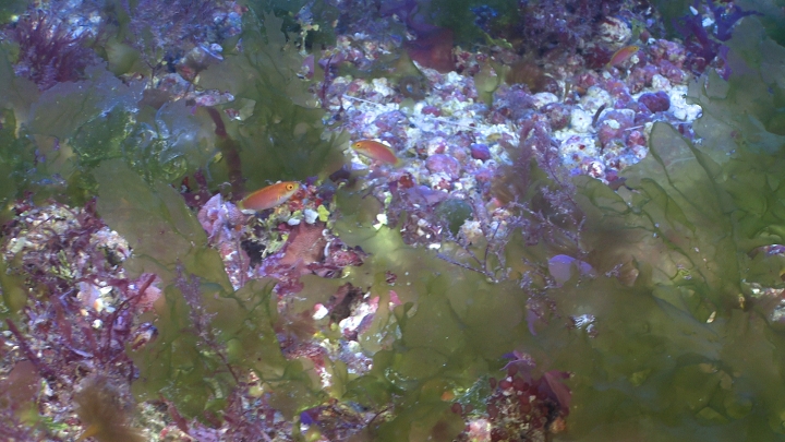 keyframe of organism