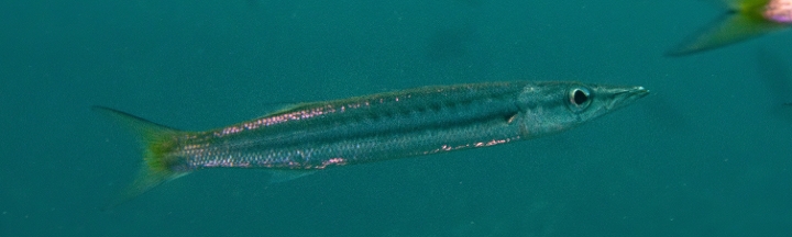 keyframe of organism