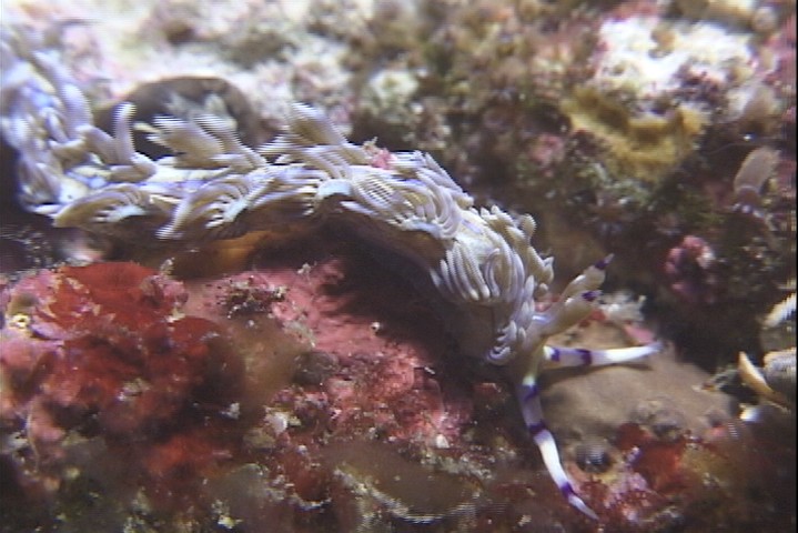 keyframe of organism