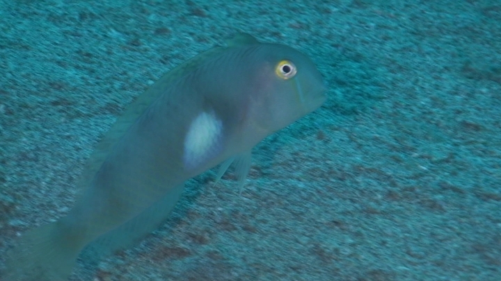 keyframe of organism