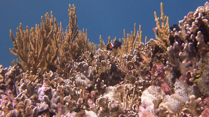 keyframe of organism