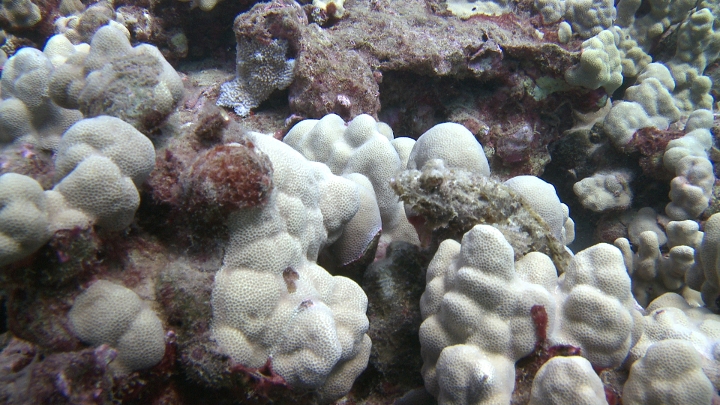 keyframe of organism