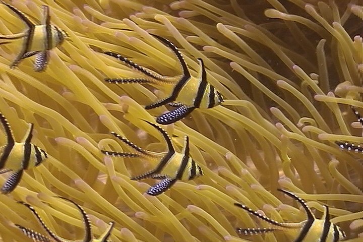 keyframe of organism