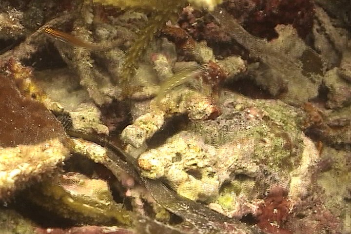keyframe of organism
