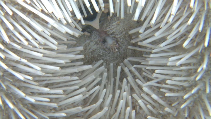 keyframe of organism