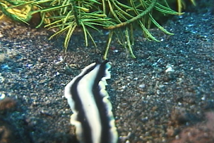 keyframe of organism