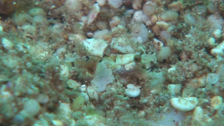 keyframe of organism