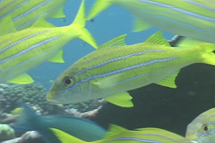 keyframe of organism