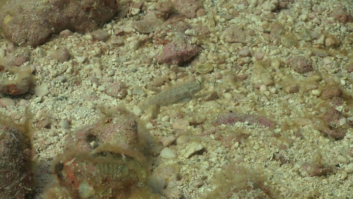keyframe of organism