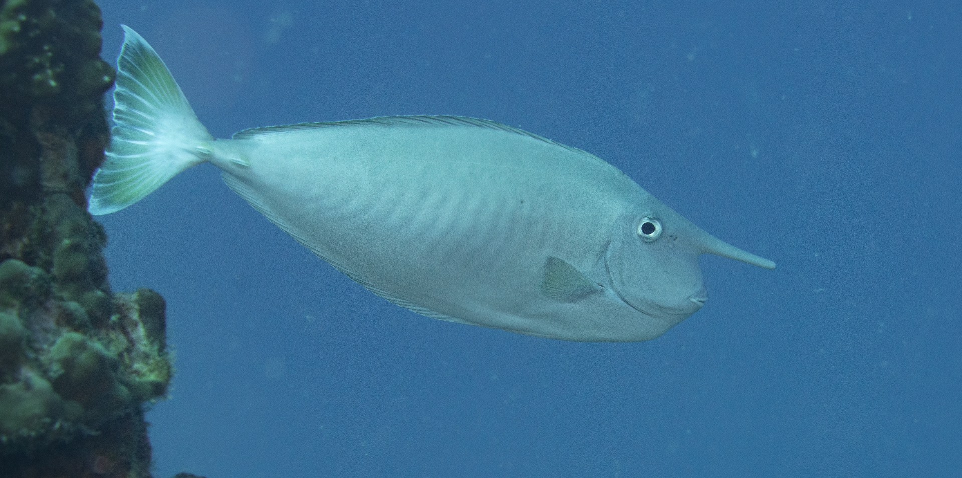 Full Resolution Image
