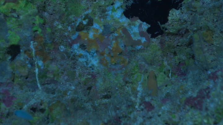 keyframe of organism