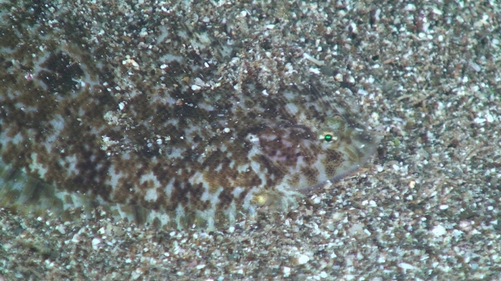 keyframe of organism