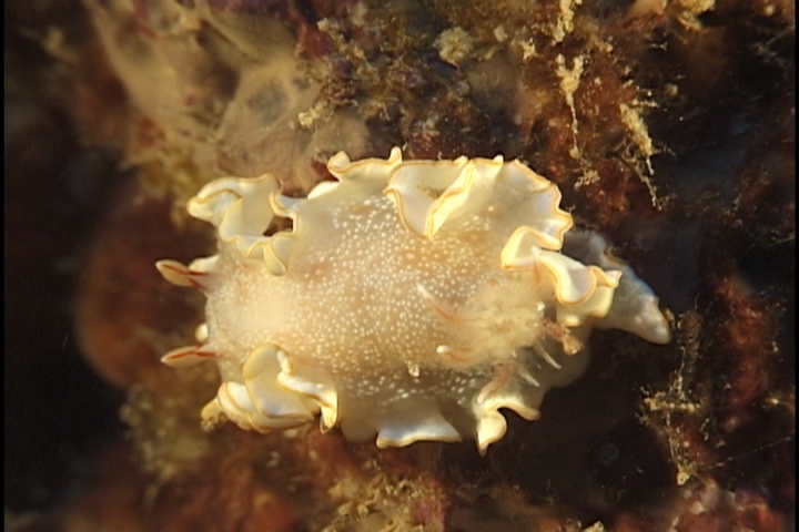 keyframe of organism