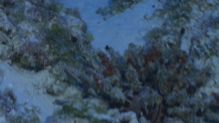 keyframe of organism