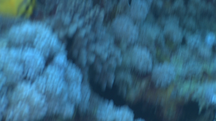 keyframe of organism