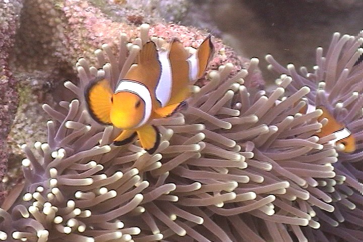 keyframe of organism