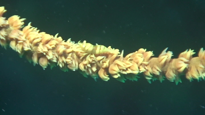keyframe of organism