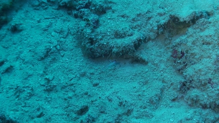 keyframe of organism