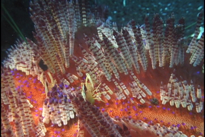 keyframe of organism