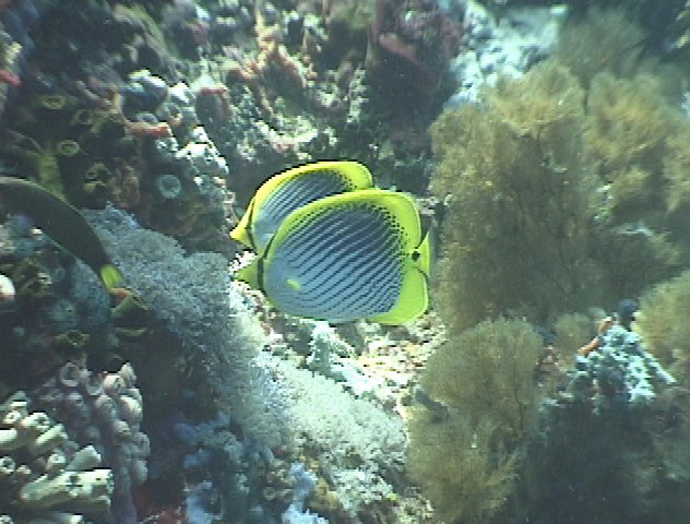 keyframe of organism