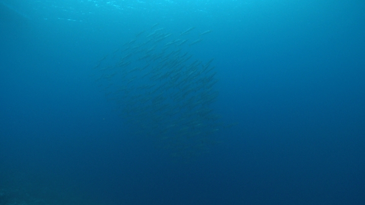 keyframe of organism