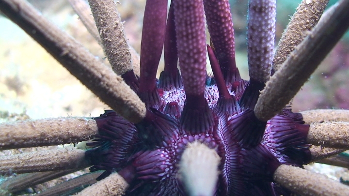keyframe of organism