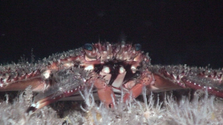 keyframe of organism
