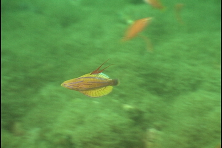 keyframe of organism