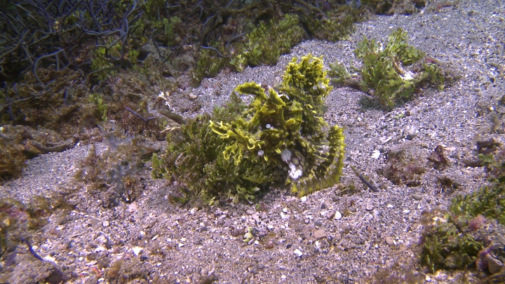keyframe of organism