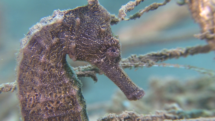 keyframe of organism