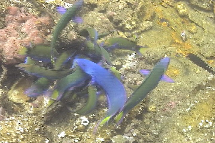 keyframe of organism