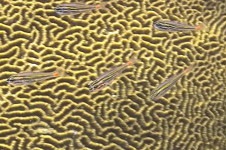 keyframe of organism