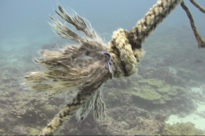 keyframe of organism