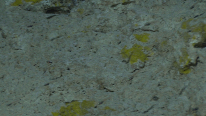 keyframe of organism