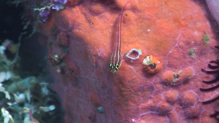 keyframe of organism