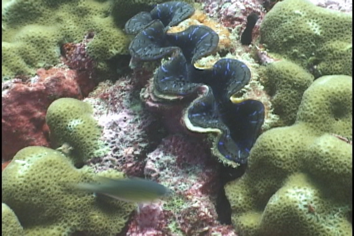 keyframe of organism