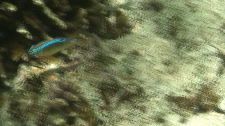 keyframe of organism